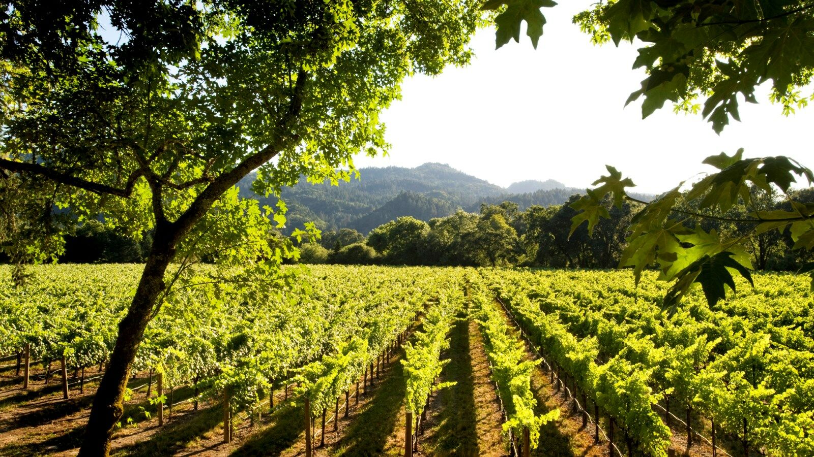 The Westin Verasa Napa Bagian luar foto
